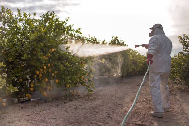 Best Insect Control  in Farwell, TX